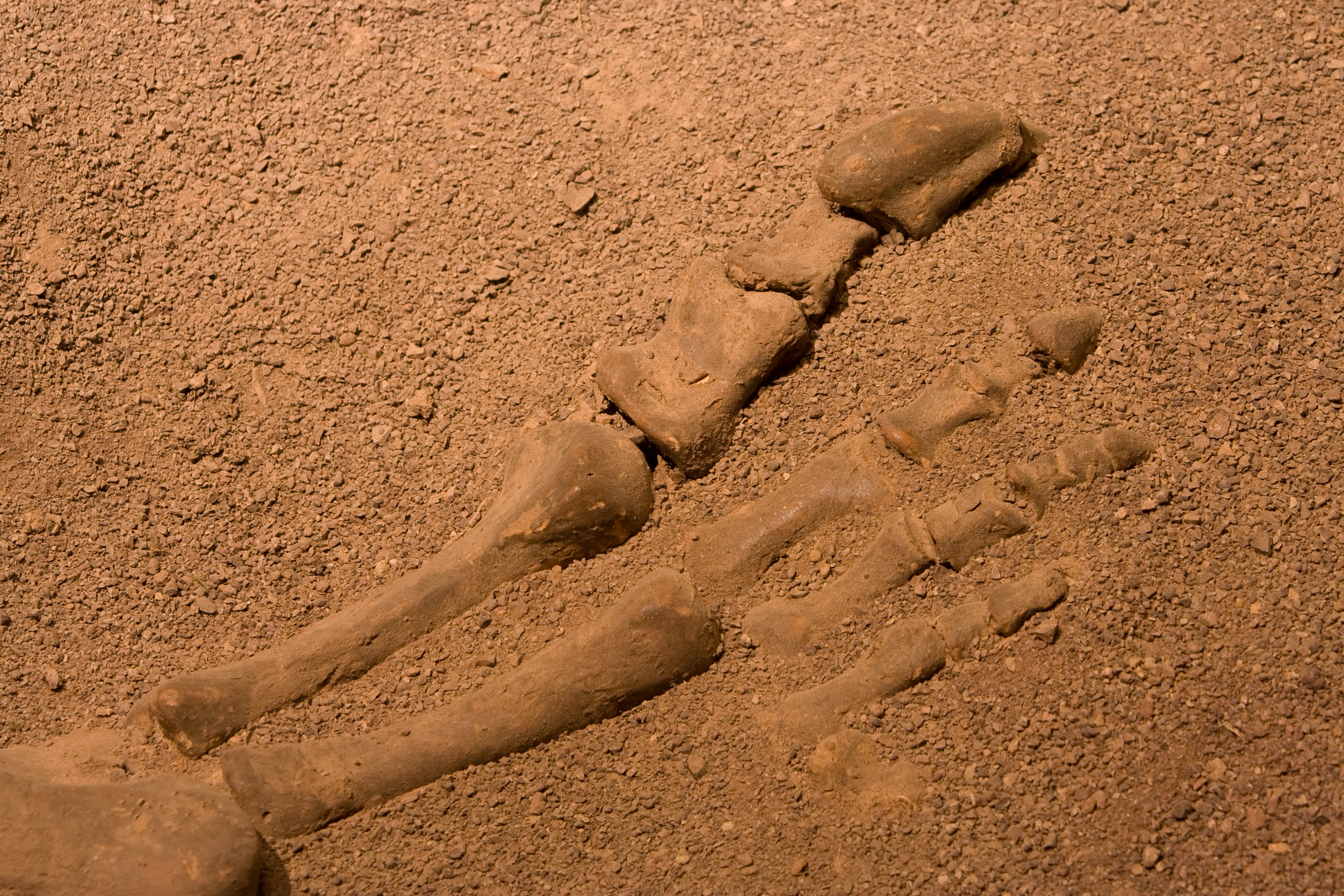 Fragmente de craniu şi colţi ai unui animal preistoric, descoperiţi în judeţul Covasna