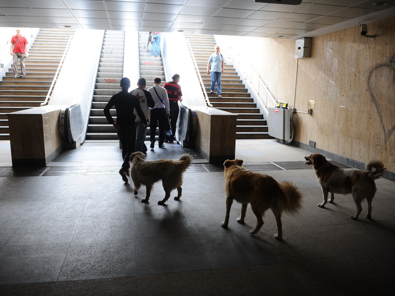 Referendumul din Bucureşti în cazul eutanasierii câinilor maidanezi, va fi organizat pe 6 octombrie. Cât costă organizarea