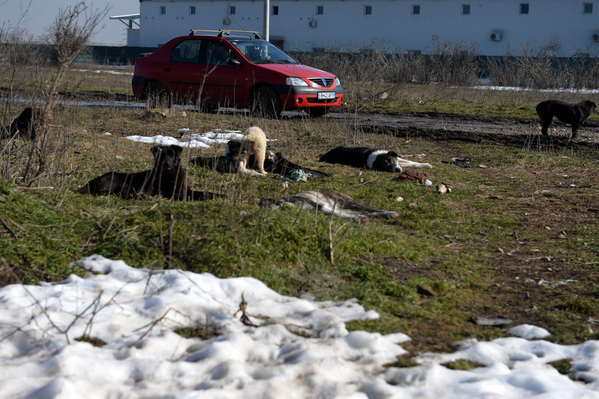Ce a promis şi câţi câini fără stăpân a strâns Primăria, în şase luni, de pe străzile Bucureştiului