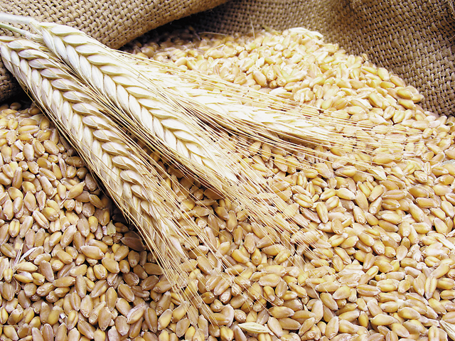 Agriculturile puternic subvenţionate din Rusia şi Ucraina afectează preţurile la cerealele româneşti 