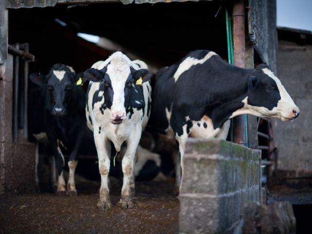 Suspiciuni de depăşiri ale limitelor de aflatoxină la 3 ferme şi 2 fabrici de lapte