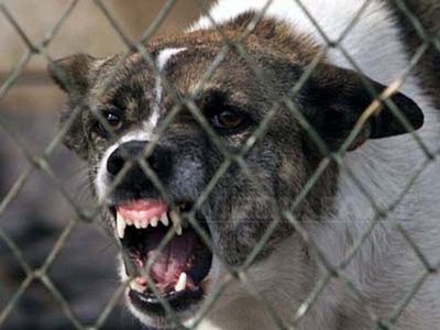 Câinele care a ucis luni un copil în Parcul Tei era adoptat de un ONG