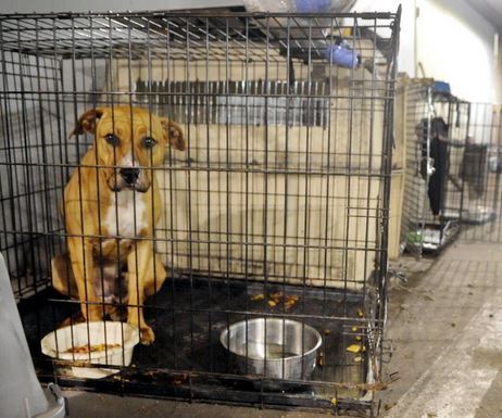 Camera Deputaţilor adoptă legea eutanasierii câinilor fără stăpân după 14 zile