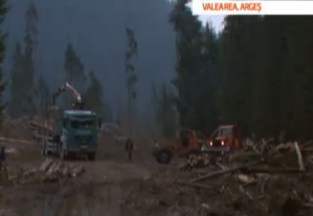 Marea defrişare, partea 3. Cum funcţionează mafia lemnului. Silvicultorii şi-au dat mâna cu politicienii şi împreună au distrus pădurile României