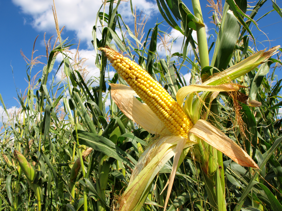 Agricultura bio ar putea creşte în acest an cu 20%