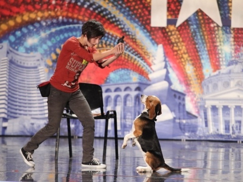 Românii au talent, Sezonul 2: Juriul a fost cucerit de numărul de dresaj al lui Bailey, un câine din rasa Beagle - VIDEO